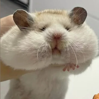 ゆか